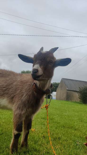 The image depicts a brown goat with white markings on its face, standing in a grassy field, wearing a collar and attached to an orange rope.