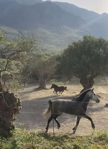 A imagem mostra dois cavalos correndo em um campo com árvores e montanhas ao fundo, capturados em movimento. Os cavalos são marrom-escuros e cinza.