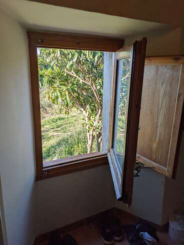 La imagen representa una serena escena de una ventana con una contraventana de madera abierta, que ofrece una vista de un frondoso árbol y de la vibrante vegetación exterior en un día soleado.