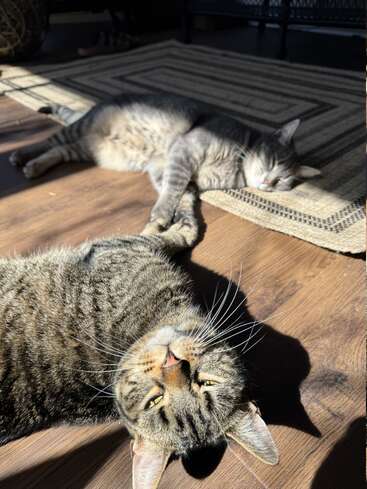 Dos gatos atigrados están descansando bajo un rayo de sol sobre un suelo de madera. Uno de ellos se relaja sobre una alfombra, mientras que el otro mira a la cámara.