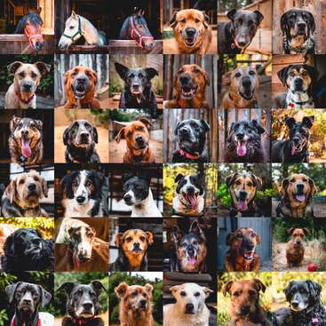 Cette image est un collage de portraits en gros plan de plusieurs chiens et de trois chevaux, tous tournés vers l'appareil photo, présentant des races, des couleurs et des expressions charmantes.