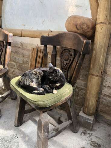 Eine Schildpattkatze rollt sich gemütlich auf einem rustikalen Holzstuhl mit grünem Polster zusammen. Warmes Sonnenlicht fällt herein und unterstreicht die gemütliche, friedliche und heimelige Atmosphäre.