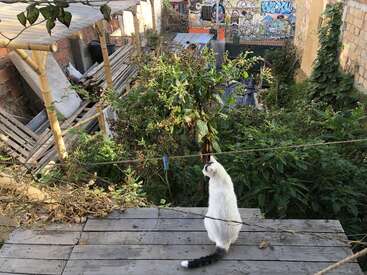 Eine weiße Katze sitzt auf Holzplanken in einem verwilderten Stadtgarten. Bambusstützen, herumliegender Schutt und bunte, mit Graffiti besprühte Wände runden das lebhafte Bild ab.