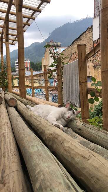 Eine weiße Katze schläft friedlich auf Bambusstämmen unter einem rustikalen Vordach. Im Hintergrund sind Berge, Graffiti, städtische Gebäude und üppiges Grün zu sehen.