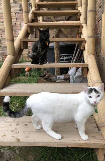 Das Bild zeigt zwei Katzen, eine weiße und eine schwarze, die auf einer hölzernen Fläche stehen, wobei die weiße Katze hinter der schwarzen Katze steht. Der Hintergrund ist eine helle Holzmaserung.
