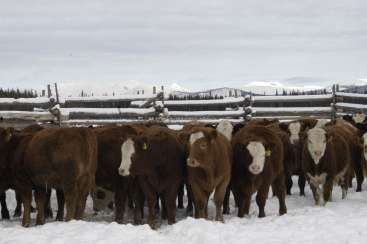 A imagem mostra um grupo de vacas marrons e brancas na neve, com uma cerca de madeira e montanhas ao fundo.