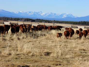 A imagem mostra um rebanho de vacas marrons em um campo com uma cerca, em um cenário de montanhas e árvores sob um céu azul claro.