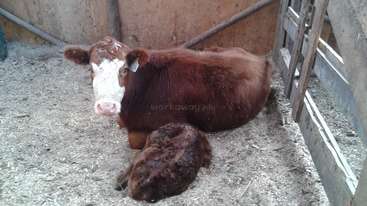 A imagem mostra um bezerro e uma vaca em uma área cercada, com o bezerro em pé na frente da vaca. O plano de fundo é um campo gramado. A atmosfera geral é pacífica e serena.