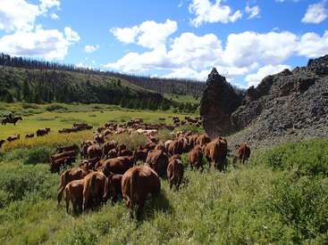 A imagem mostra um rebanho de vacas marrons pastando em um campo verde exuberante, com um penhasco rochoso e um céu azul com nuvens brancas ao fundo.