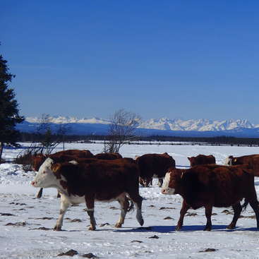 A imagem retrata uma cena serena de inverno com um rebanho de vacas marrons e brancas pastando em um campo coberto de neve, tendo como pano de fundo uma majestosa montanha.