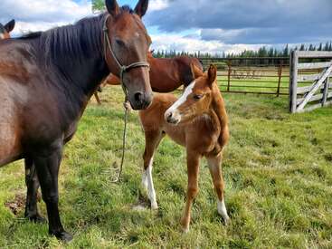 A imagem mostra um cavalo marrom e seu potro em pé em um campo gramado, com outro cavalo visível ao fundo. O céu está nublado.