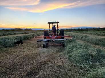 Ein Bauer fährt mit einem Traktor durch ein Feld und harkt Heu bei Sonnenuntergang, während ein schwarz-weißer Hund in der Nähe ist. Wunderschöne Himmelsfarben bestimmen die Szene.