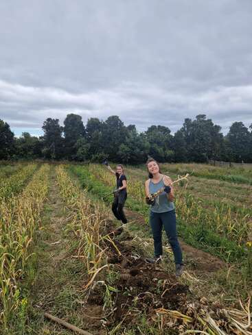 Duas pessoas estão em um campo de hortaliças sob um céu nublado, sorrindo enquanto colhem os produtos, cercadas por fileiras de plantas verdes e amarelas e árvores distantes.