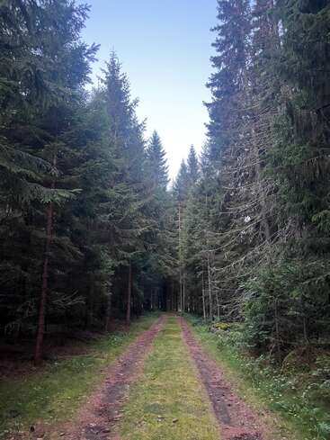 A narrow, grassy path runs through a dense forest of tall evergreen trees beneath a clear blue sky, creating a peaceful and inviting natural scene.