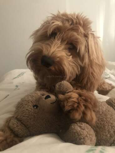 Un perro marrón y peludo yace en una cama, sosteniendo con delicadeza un bonito osito de peluche con la pata, creando una escena antes de dormir acogedora, conmovedora y reconfortante.