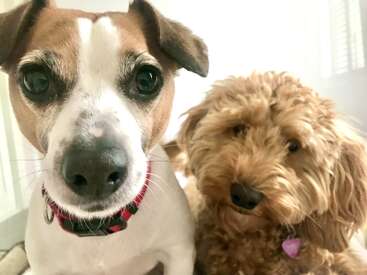 Dos perros adorables posan muy juntos. Uno es un Jack Russell Terrier con un collar rojo; el otro, un perro peludo de color beige con el pelaje rizado y una placa morada.
