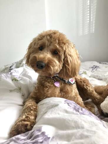 Un perrito adorable, de pelo rizado y pelaje color albaricoque, yace sobre una cama con sábanas de flores, ladeando la cabeza de forma entrañable. Lleva un collar con una placa identificativa.