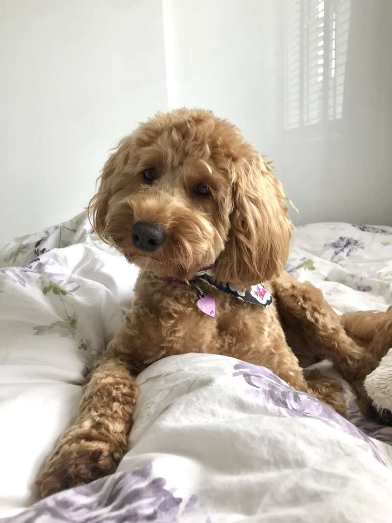Un perrito adorable, de pelo rizado y pelaje color albaricoque, yace sobre una cama con sábanas de flores, ladeando la cabeza de forma entrañable. Lleva un collar con una placa identificativa.