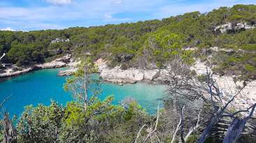 Una hermosa escena costera con agua turquesa, costa rocosa, un frondoso bosque verde y un cielo azul despejado. Los árboles enmarcan la vista, evocando tranquilidad y naturaleza.
