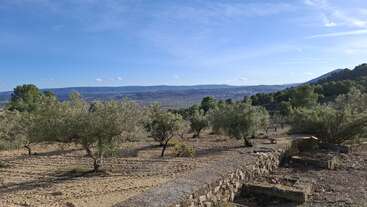 Un magnifique paysage rural composé d'oliviers, de collines vallonnées et d'un ciel bleu limpide. Les murs en pierre et la végétation luxuriante créent une atmosphère champêtre paisible.