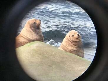 Zwei Seelöwen ruhen sich auf Felsen am Meer aus und lächeln zufrieden. Das Foto wurde durch ein kreisförmiges Objektiv aufgenommen, das die verspielte Meereskulisse einfängt.