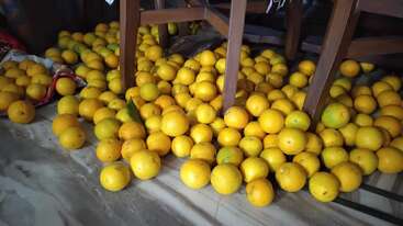 This image shows a large number of bright yellow oranges scattered on the floor and under wooden chairs, possibly freshly harvested and stored indoors for sorting.