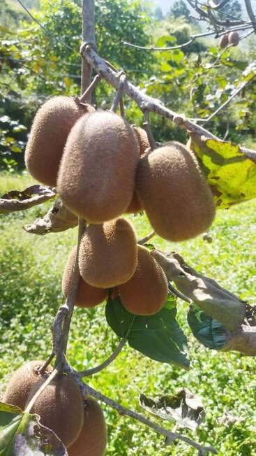 This image shows bunches of ripe, fuzzy brown kiwi fruits hanging from a vine, surrounded by green leaves and lush vegetation under bright, natural sunlight.