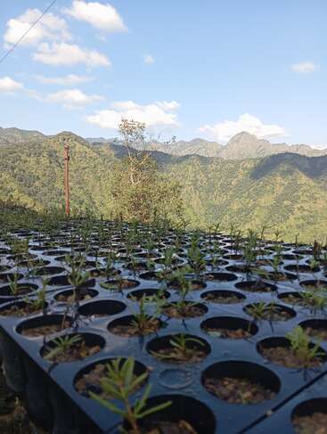 A tray of young saplings grows in black pots, set against a backdrop of green mountains, a clear blue sky, and scattered fluffy white clouds.