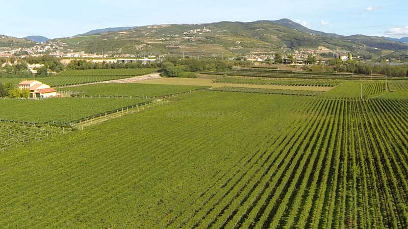 Ein weitläufiger Weinberg erstreckt sich über die Landschaft, mit ordentlichen Reihen grüner Reben, einem Bauernhaus, fernen Dörfern und sanften Hügeln unter einem strahlend blauen Himmel.