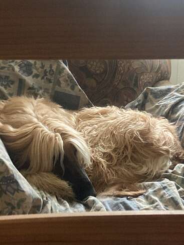 Um cão de pelos longos, com pelagem sedosa e esvoaçante, está enrolado em um cobertor estampado, descansando pacificamente em uma sala aconchegante, com iluminação quente e sombras suaves.