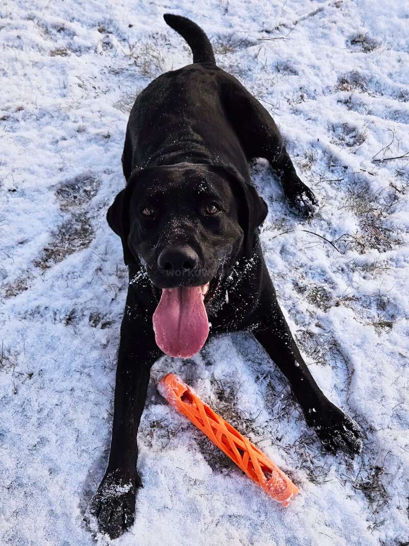 Ein glücklicher schwarzer Hund liegt verspielt im Schnee und hechelt mit herausgestreckter Zunge. Vor ihm liegt ein orangefarbenes Spielzeug, das zeigt, dass er Spaß an der frischen Luft hat.