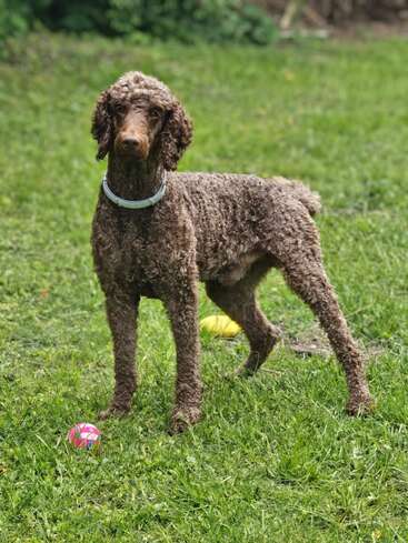 Um cachorro marrom de cabelos encaracolados usando uma coleira branca está alerta na grama verde, perto de uma bola rosa e um brinquedo amarelo, com um fundo desfocado.