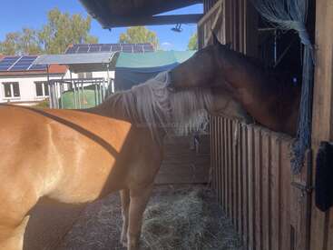 Zwei Pferde gehen liebevoll miteinander um; das eine steht in einem Stall und krault dem anderen sanft die Mähne. Sonnenlicht, Sonnenkollektoren und Grünpflanzen sorgen für eine warme, friedliche Atmosphäre.