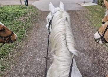 The photo shows three horses, viewed from behind as if riding the white one in the middle, walking on a gravel path bordered by grass.