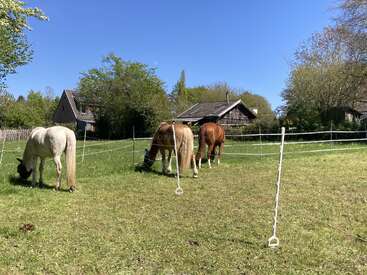 Three horses graze peacefully in a green pasture enclosed by a white fence, with quaint houses and lush trees under a clear blue sky in the background.
