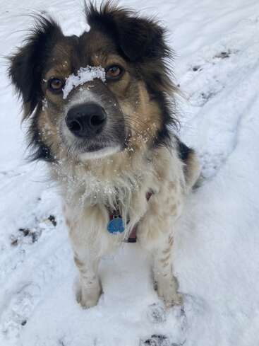 A fluffy dog sits in the snow with a playful expression. Snow is stuck on its nose and face, creating an adorable and heartwarming winter scene.