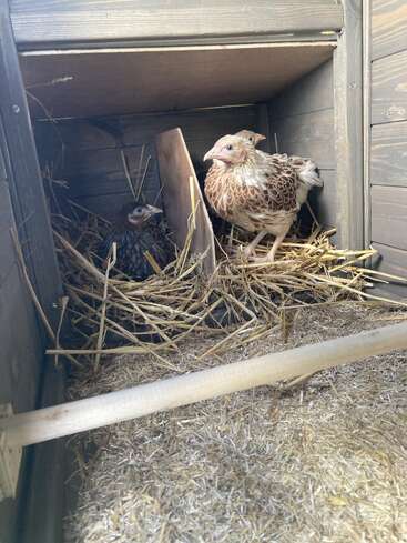 Two chickens are inside a wooden nesting box filled with straw. One is sitting, while the other stands alert, both surrounded by natural, rustic materials.