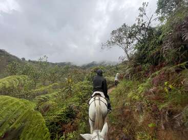 Une personne chevauche un cheval blanc sur un sentier de montagne étroit et verdoyant, entouré d'une végétation luxuriante, sous un ciel nuageux et couvert, avec au loin des collines brumeuses.