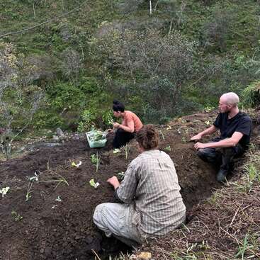 Trois personnes travaillent ensemble sur une colline, en train de planter de jeunes plants dans le sol. Elles sont entourées d'une végétation luxuriante et d'arbres sur cette pente raide.