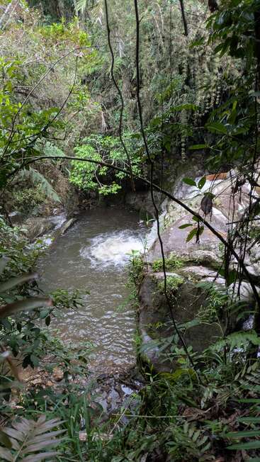 Une scène forestière paisible mettant en scène un petit ruisseau sinueux, entouré d'une végétation luxuriante, de rochers et d'une végétation dense, créant une atmosphère naturelle paisible et préservée.