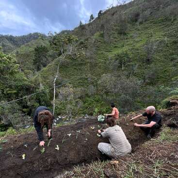 Quatro pessoas estão plantando pequenas mudas de hortaliças em um canteiro cercado por colinas verdejantes e uma vegetação exuberante, sob um céu nublado e imponente.