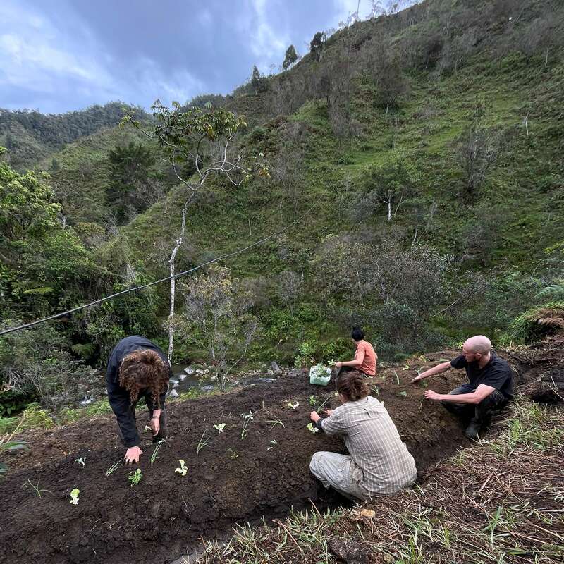 Quatre personnes plantent de petits plants de légumes dans une plate-bande entourée de collines verdoyantes et d'une végétation luxuriante, sous un ciel nuageux et spectaculaire.
