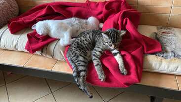 Dois gatinhos adoráveis estão relaxando em um banco. Um gatinho branco está deitado em um cobertor vermelho, enquanto o gatinho malhado se estica confortavelmente ao lado dele.