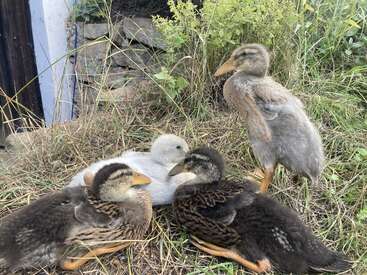Quatro patinhos sentam e descansam na grama seca, cercados por plantas verdes e pedras. Um deles é de cor clara, os outros são marrom-escuros e fofos.