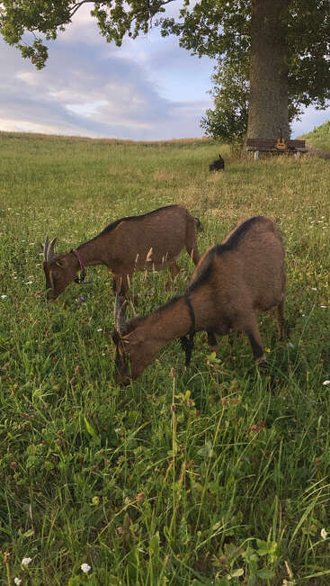 Duas cabras marrons pastam em um campo verdejante sob uma grande árvore. Um violão e um banco descansam nas proximidades. A luz do entardecer e as nuvens criam uma cena tranquila.