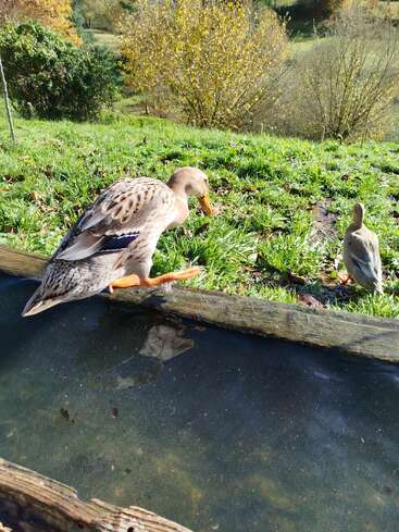 Deux canards se trouvent près d'un petit étang, entouré d'herbe verte et d'arbres automnaux sous un ciel bleu éclatant, avec la lumière du soleil illuminant cette paisible scène rurale.