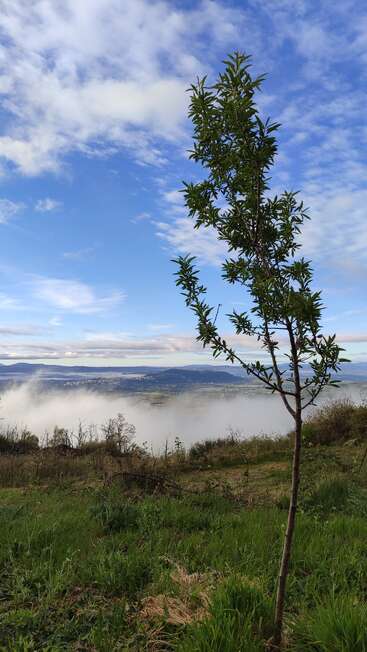 Uma árvore jovem ergue-se num campo verdejante, com vista para um vale envolto em neblina. O céu acima é de um azul brilhante, com nuvens espalhadas e fofas.