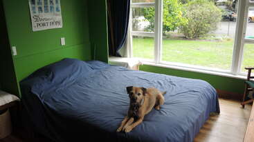 A brown dog lies on a neatly made bed with a dark blue cover in a green-walled bedroom, next to large windows overlooking a garden.
