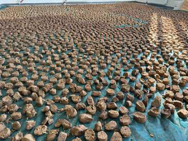 Hundreds of small, brown, roughly cylindrical pieces are spread out across a large blue tarp, possibly for drying or curing inside a well-lit indoor area.