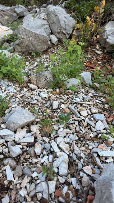 This image shows a rocky terrain with scattered stones and boulders. Green plants and a few yellowing leaves are growing sparsely among the rocks. Rugged landscape.